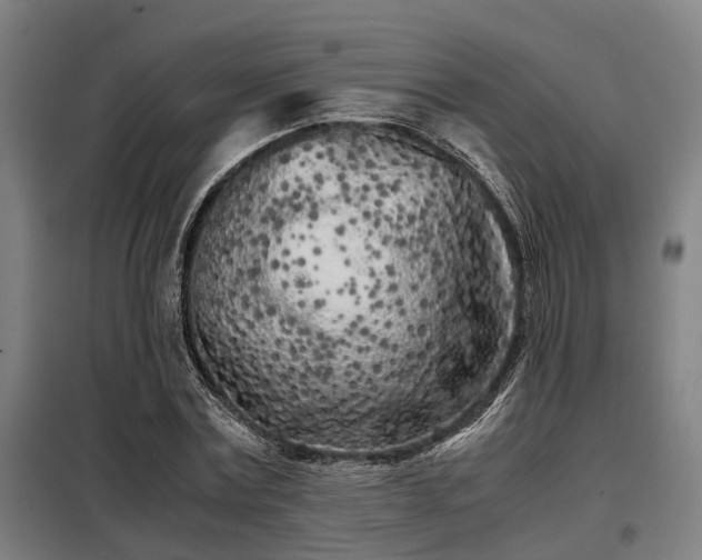 X0000098120779200804041407