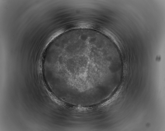 X0000098120827200804041406