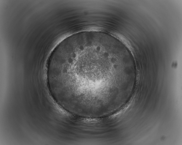 X0000098120835200804041406