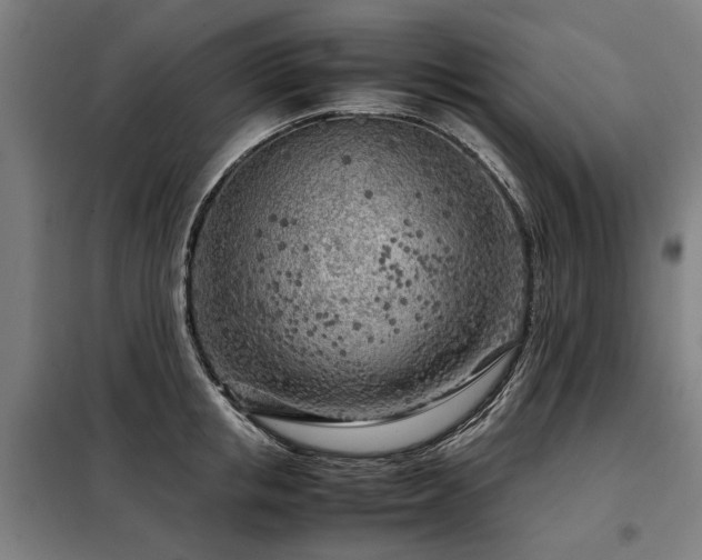 X0000098120853200804041406