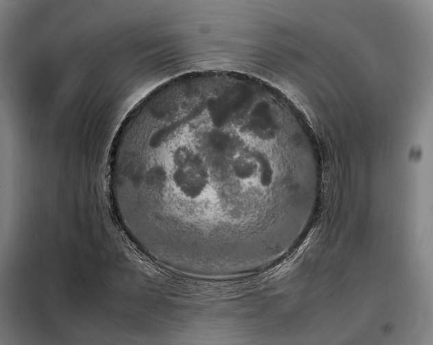 X0000098120879200804041405