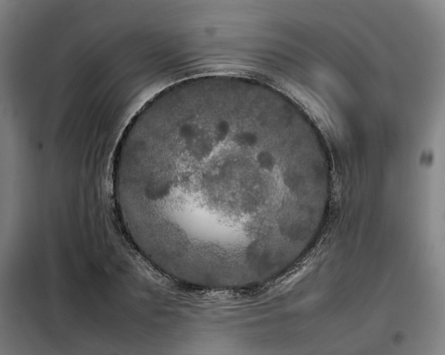 X0000098120883200804041405