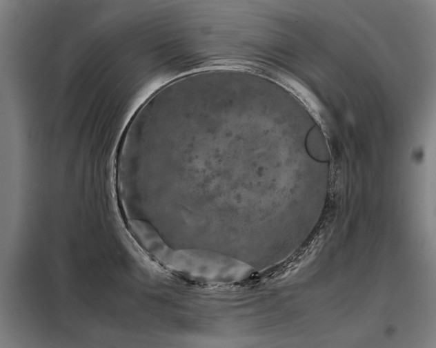 X0000098120907200804041405