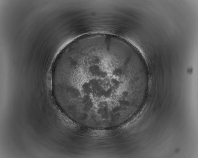 X0000098120925200804041404