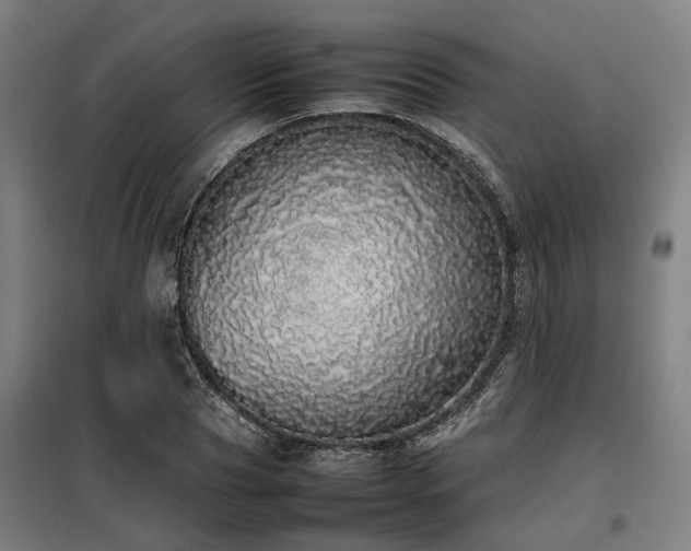 X0000098120929200804041404