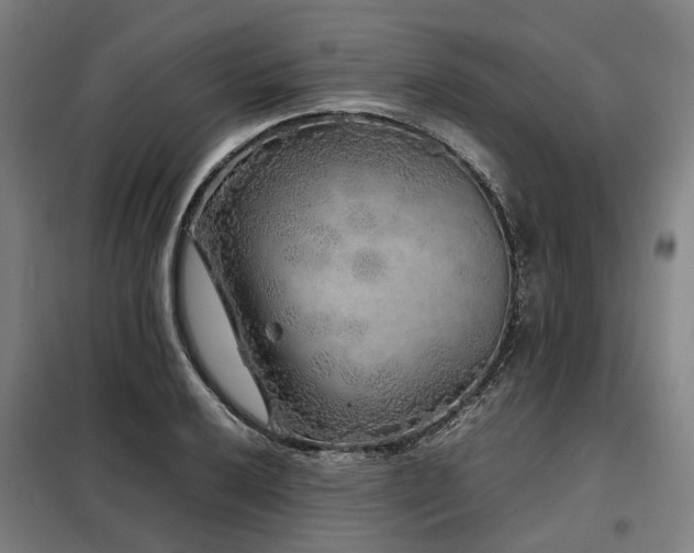 X0000098121032200804041403