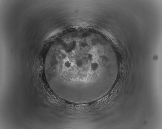 X0000098121063200804041403