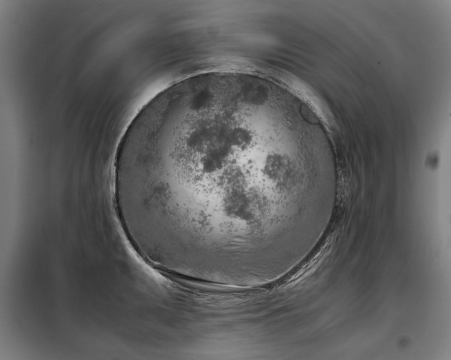 X0000098121095200804041402