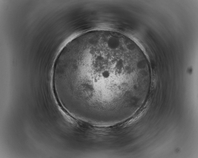 X0000098121245200804041400