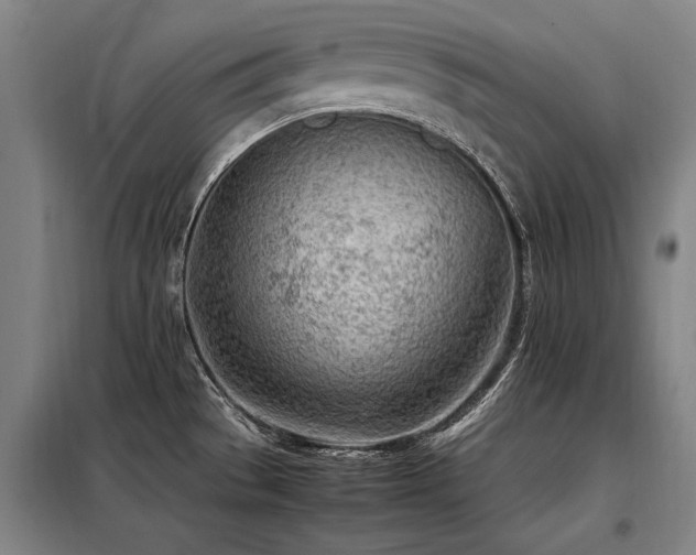 X0000098121529200804041356