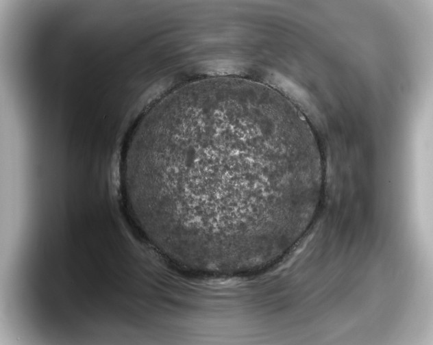 X0000098120202200804111122