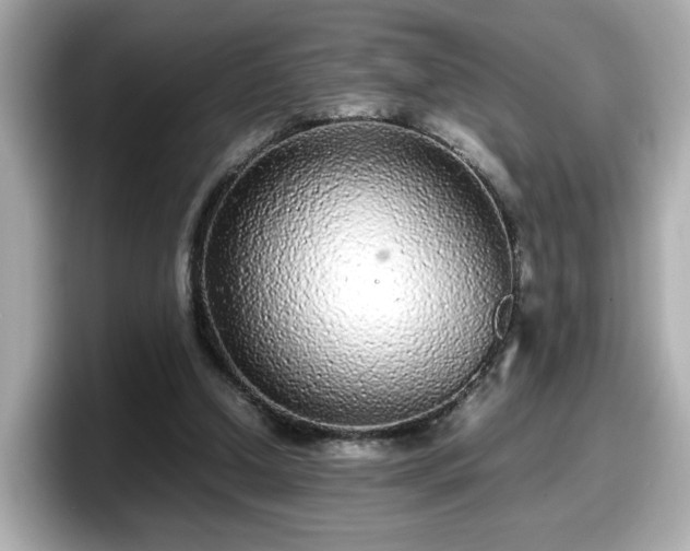 X0000098120250200804111121
