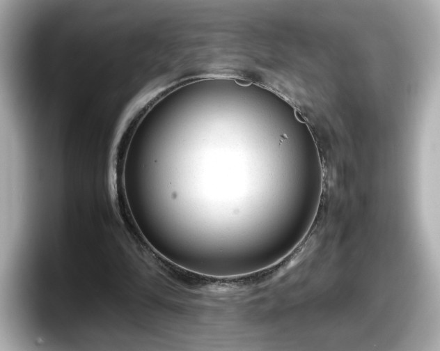 X0000098120294200804111120