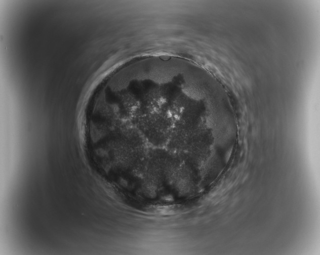 X0000098120295200804111120