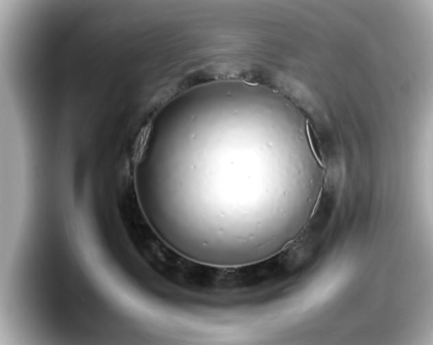 X0000098120335200804111120