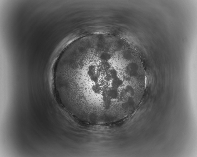 X0000098120339200804111119