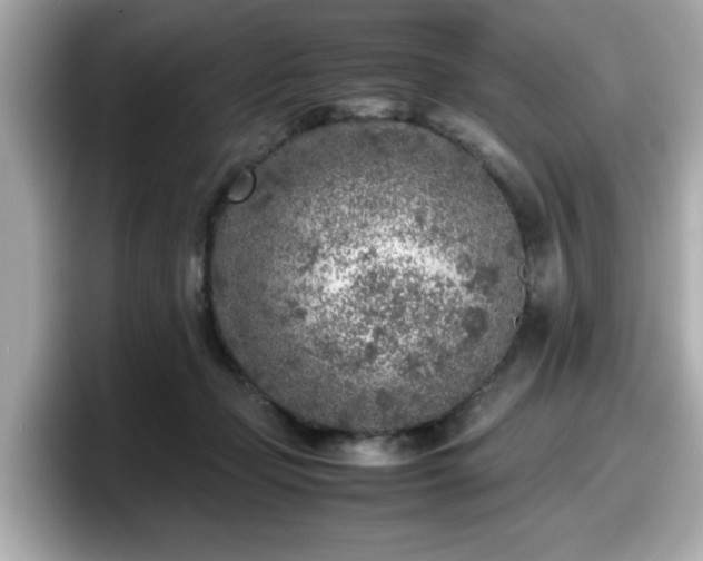 X0000098120365200804111120