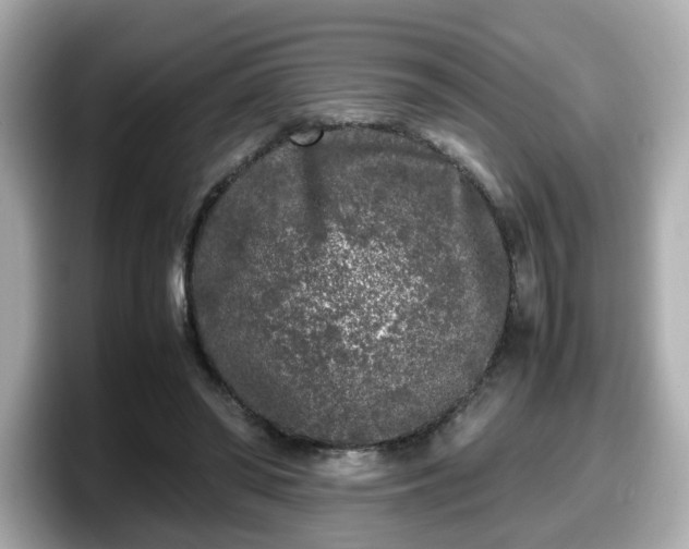X0000098120398200804111119