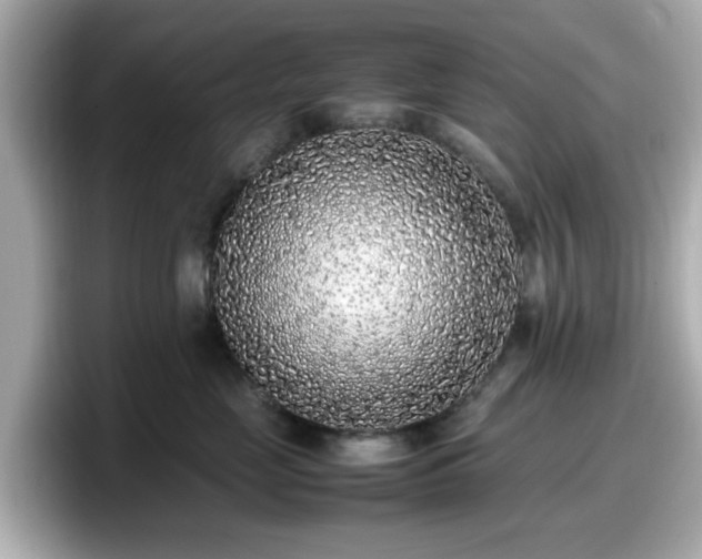 X0000098120669200804111116