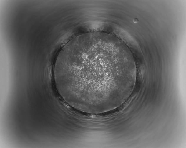 X0000098120746200804111115