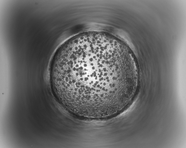 X0000098120779200804111114
