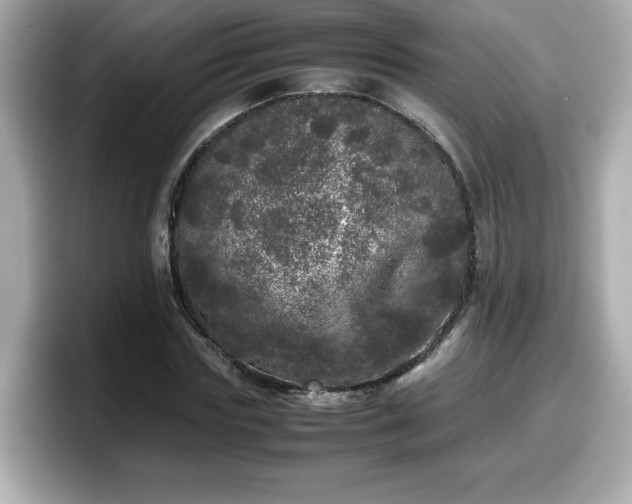 X0000098120827200804111113