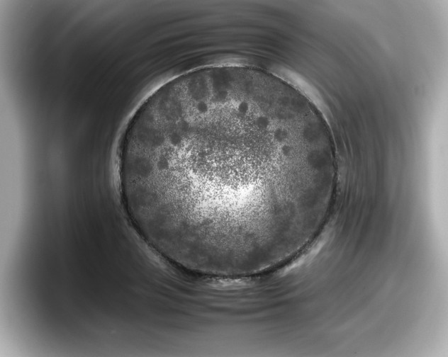 X0000098120835200804111113