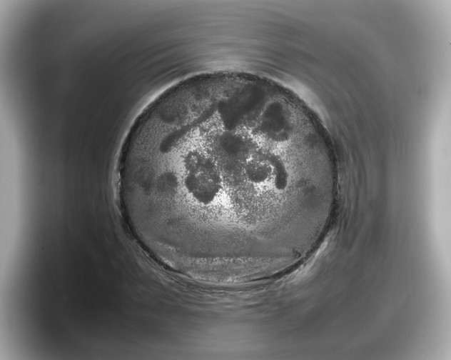 X0000098120879200804111113