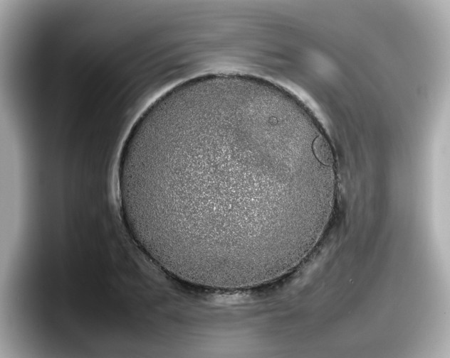 X0000098120887200804111113