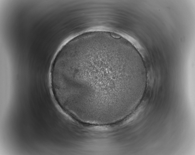 X0000098120998200804111111