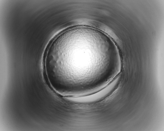 X0000098121028200804111111