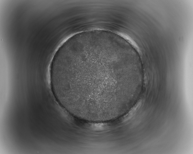 X0000098121031200804111111