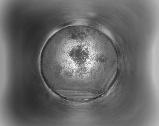X0000098121087200804111110