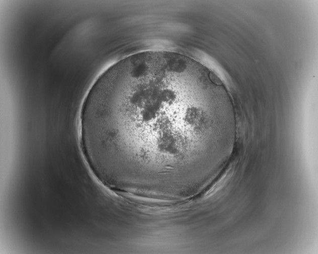 X0000098121095200804111110