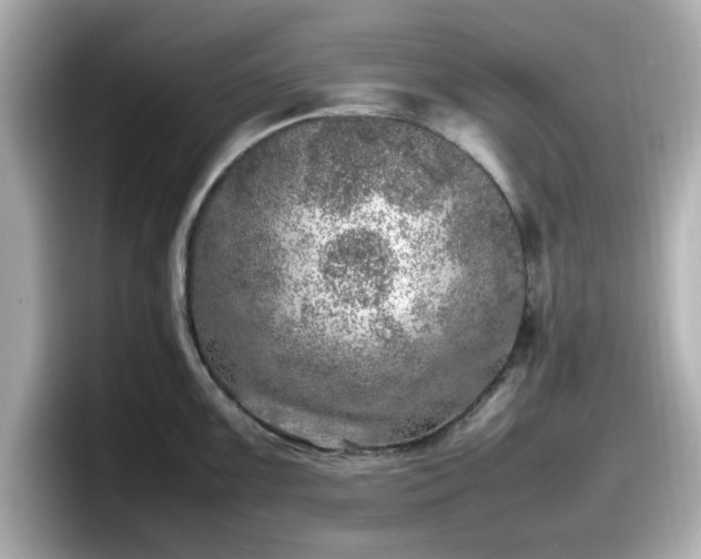 X0000098121099200804111110