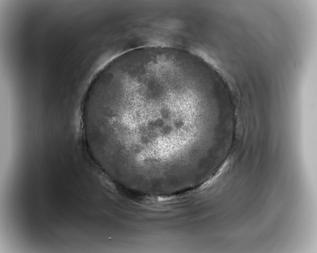 X0000098121215200804111108