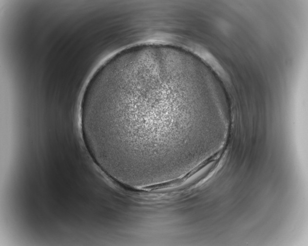 X0000098121232200804111108