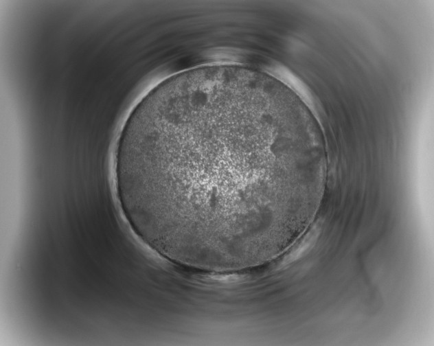 X0000098121243200804111109