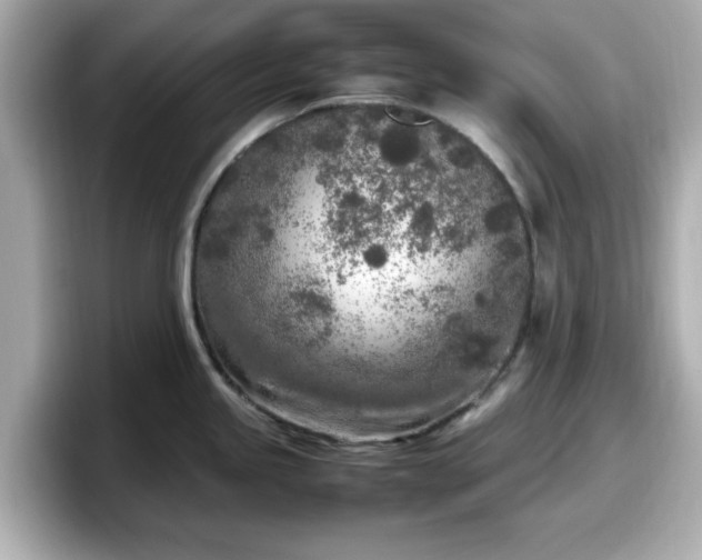 X0000098121245200804111109