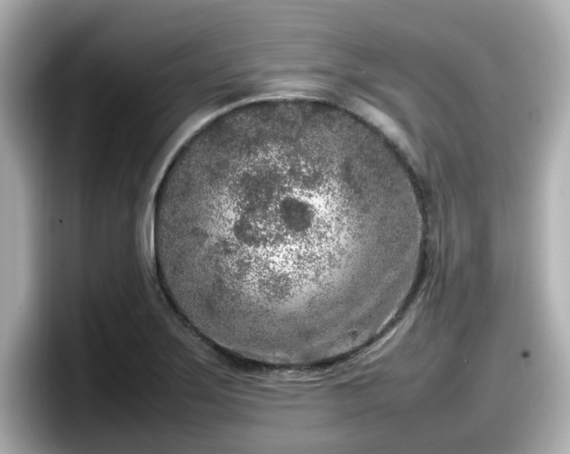 X0000098121275200804111108