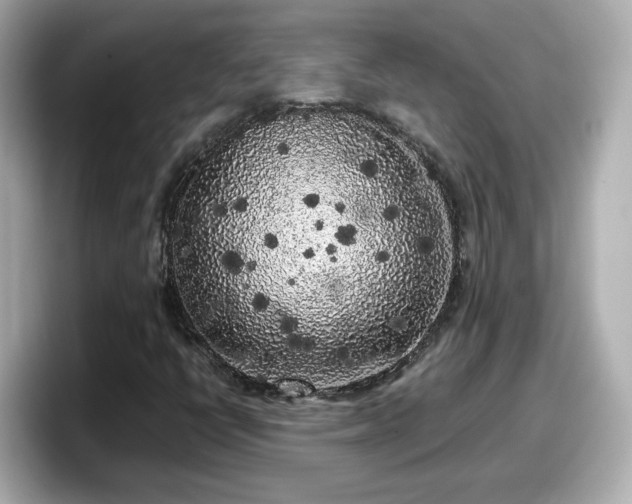 X0000098121398200804111106