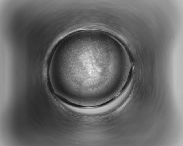 X0000098121506200804111105