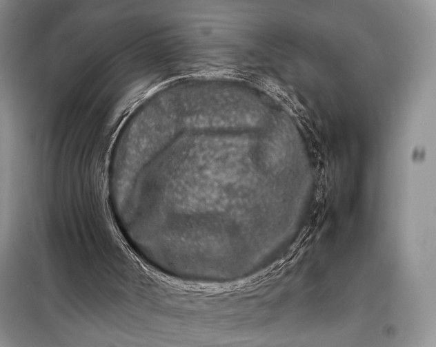 X0000098120002200804181533