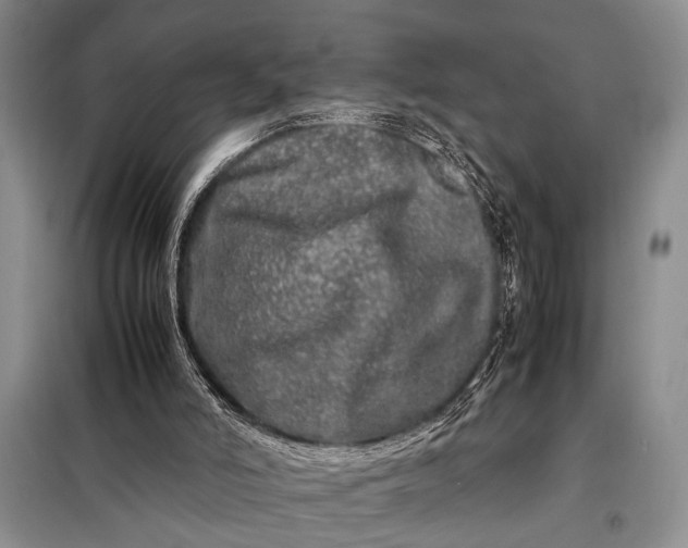 X0000098120006200804181533