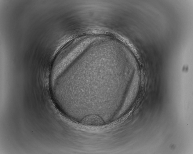 X0000098120010200804181533