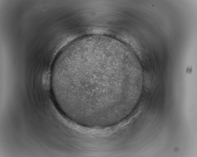 X0000098120016200804181533
