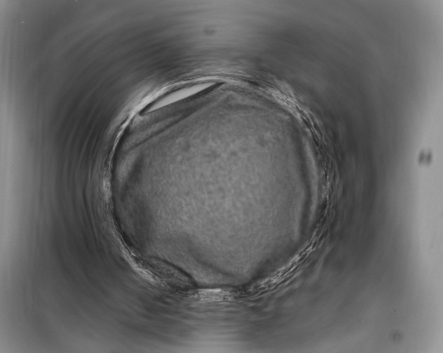 X0000098120050200804181531
