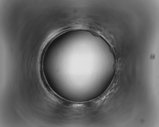 X0000098120055200804181531