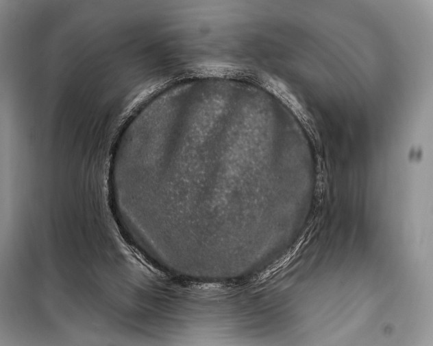 X0000098120058200804181531