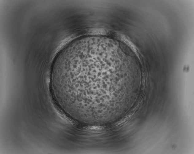 X0000098120059200804181531